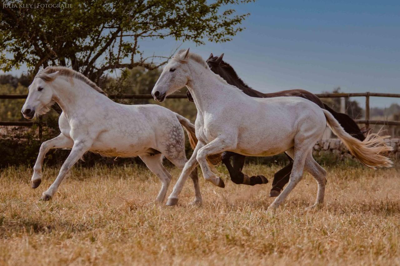Country house Son Menut Felanitx